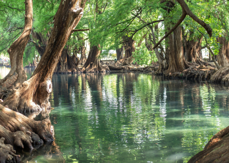 Mangrove leaf potassium as a tracer of root metabolism